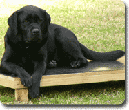 K9 Force